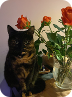Cat with roses